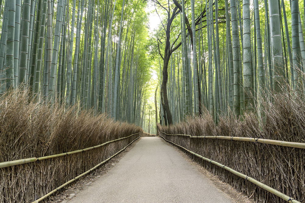 sel de bambou Photo: © Cavan Social / Adobe Stock